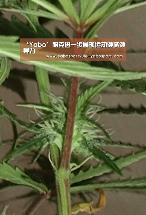 ‘Yabo’耐克进一步展现运动领域领导力(图3) ‘Yabo’耐克进一步展现运动领域领导力(图3)