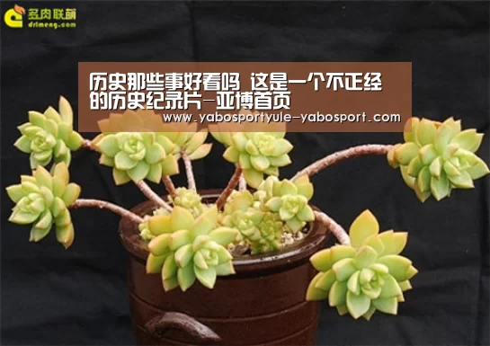 历史那些事好看吗 这是一个不正经的历史纪录片-亚博首页(图2) 亚博娱乐
